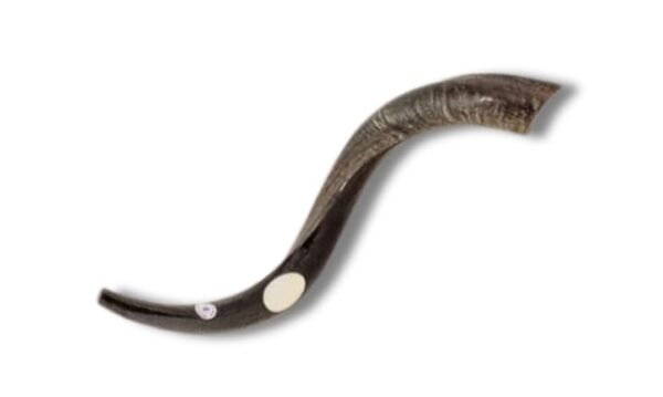 Shofar antilope small